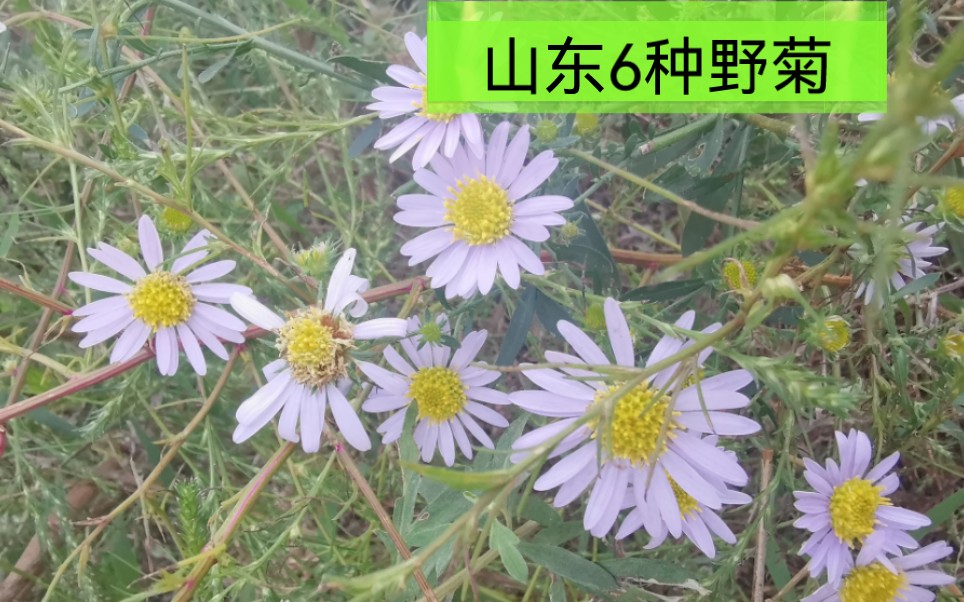 [图]山东秋天，野外的6种野菊花