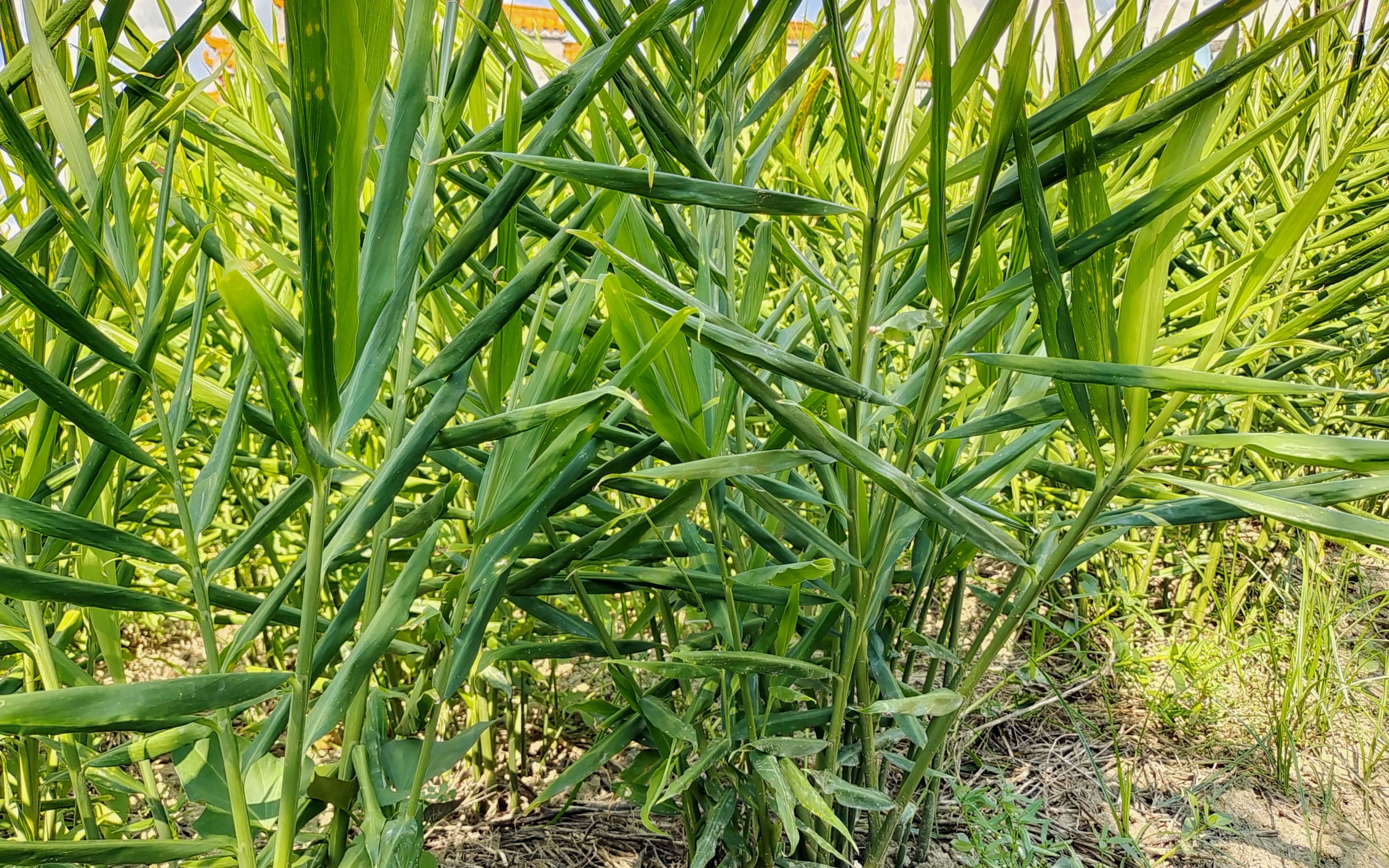 种植生姜只需做好两大步骤,生姜成片成片结,一棵能够挖10斤哔哩哔哩bilibili