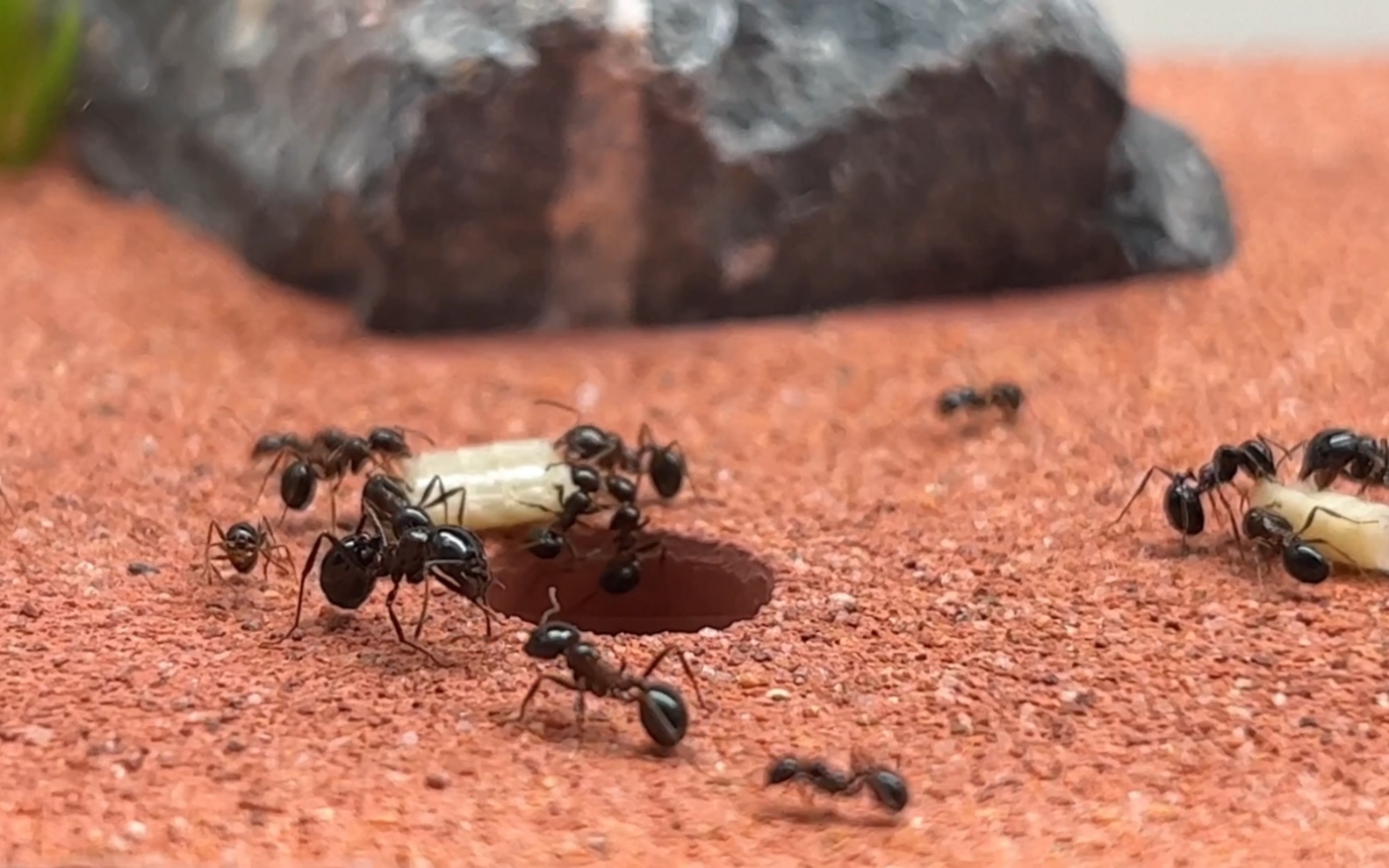 【日常】渥曼尼收获蚁 沃斯曼收获蚁
