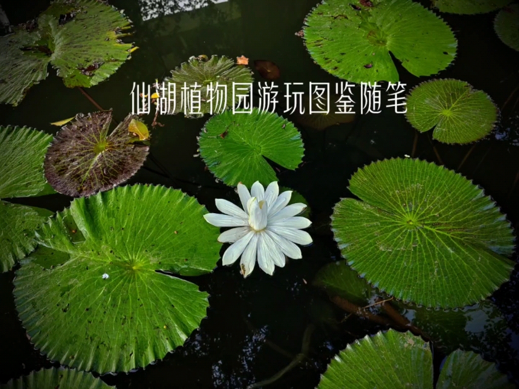 春节仙湖植物园游玩图鉴随笔哔哩哔哩bilibili