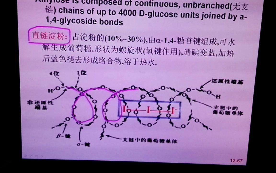 第12章 糖12多糖介绍哔哩哔哩bilibili