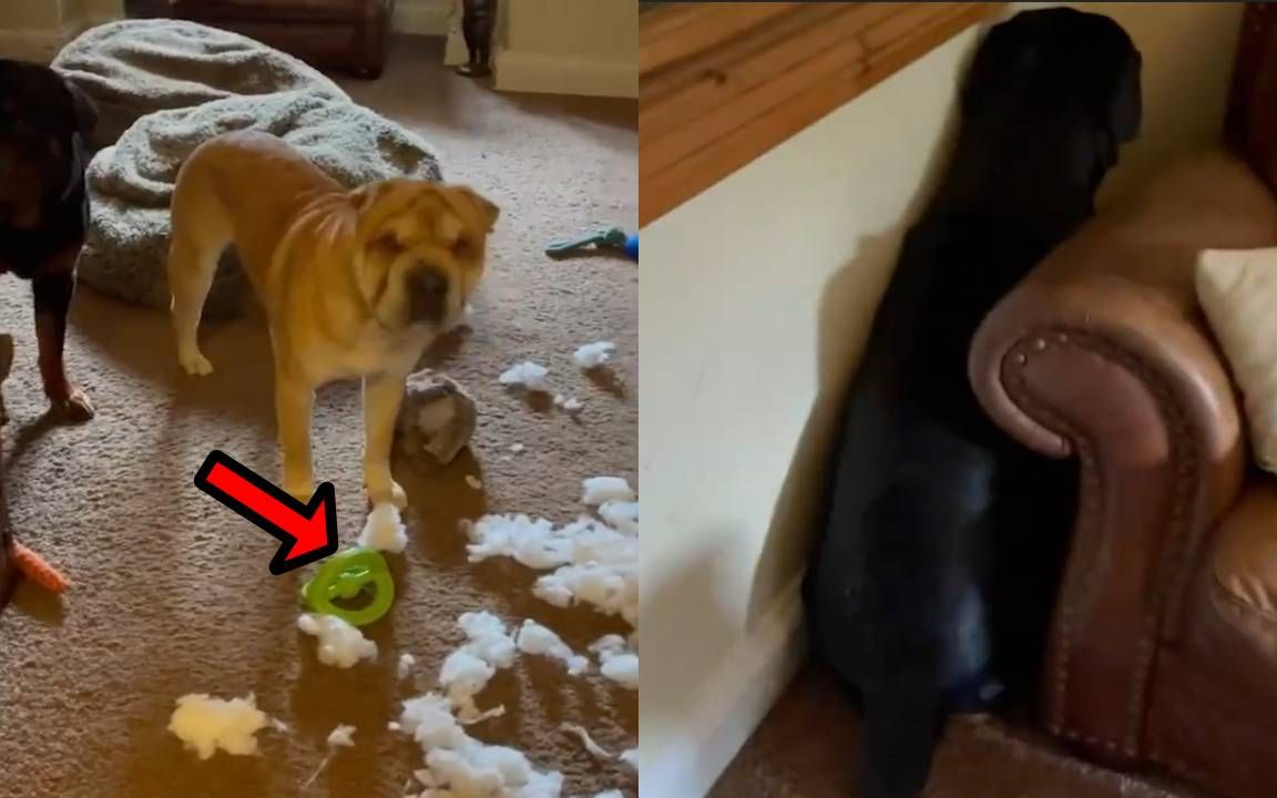 狗狗拆家被主人质问,小黄立马扭头指出真凶小黑,场面令网友爆笑