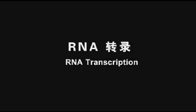 生物化学RNA转录总论1原核生物RNA转录哔哩哔哩bilibili