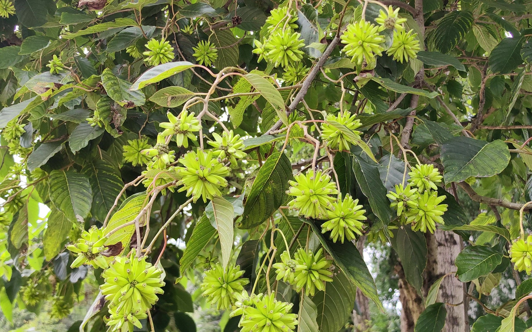 喜树,曾经被列为国家首批重点保护野生植物,喜树碱在医学上有宝贵价值哔哩哔哩bilibili