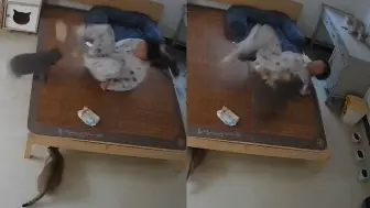 Скачать видео: 女子为蓝猫换笼被追咬，衣服被撕烂全身多处受伤：猫咪情绪不稳定