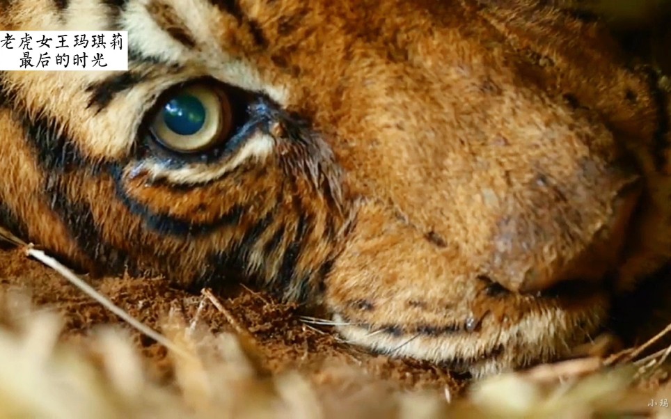 老虎女王玛琪莉生命的最后一刻,感叹生命的顽强吧!