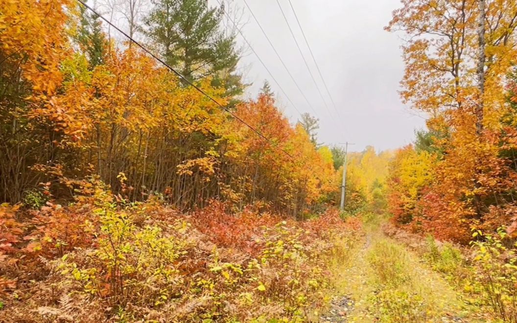 加拿大景点介绍之阿冈昆省立公园 Algonquin Provincial Park哔哩哔哩bilibili