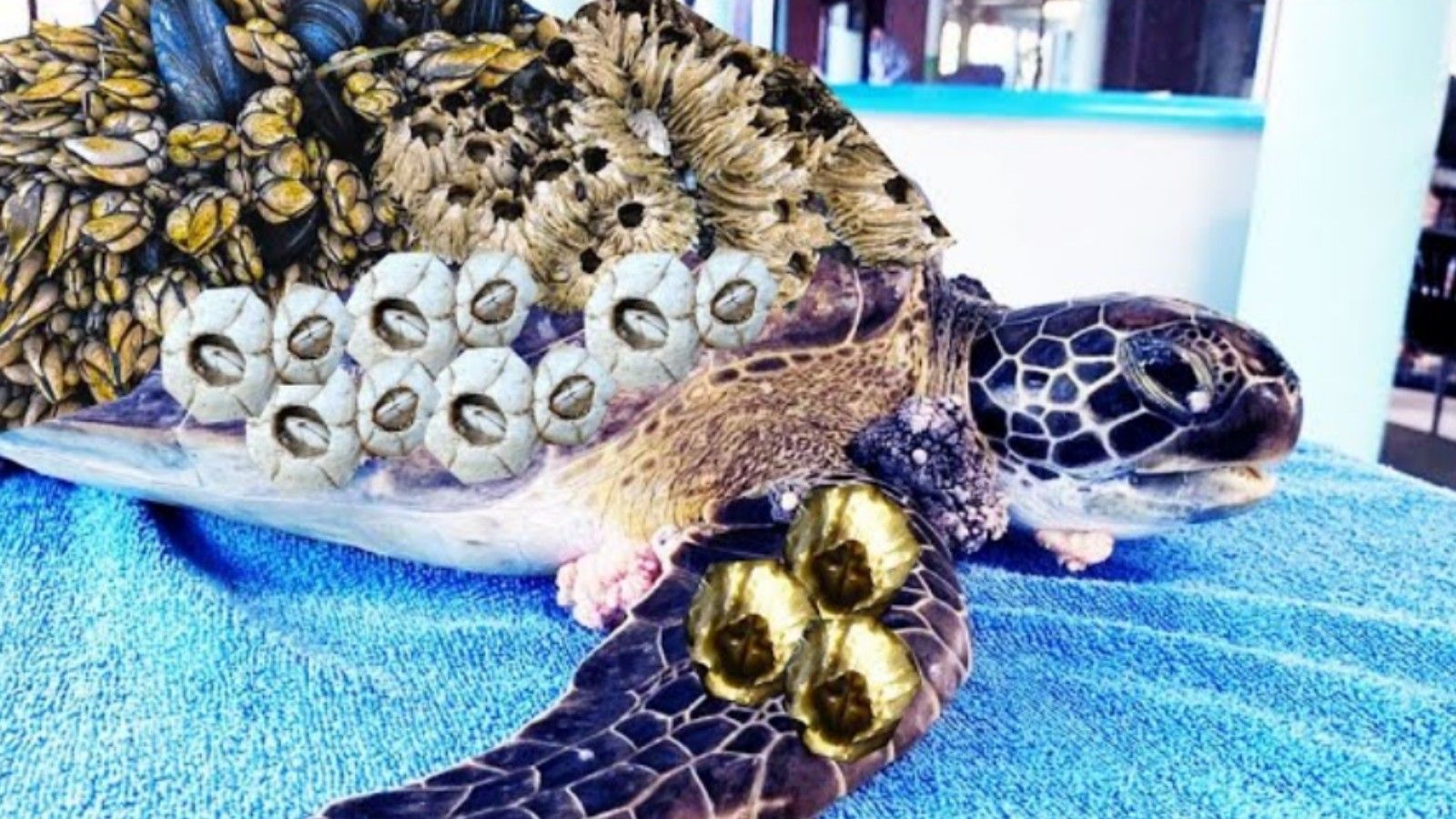 藤壶灭杀拯救龟龟大行动 7