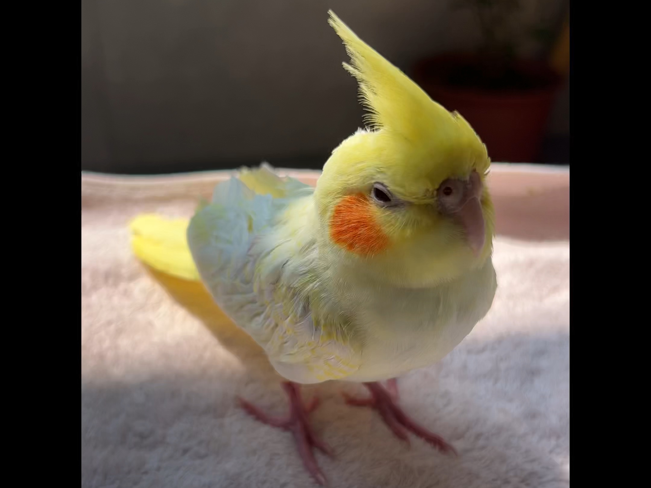 洗完澡我们又是一只可爱的小黄鸡