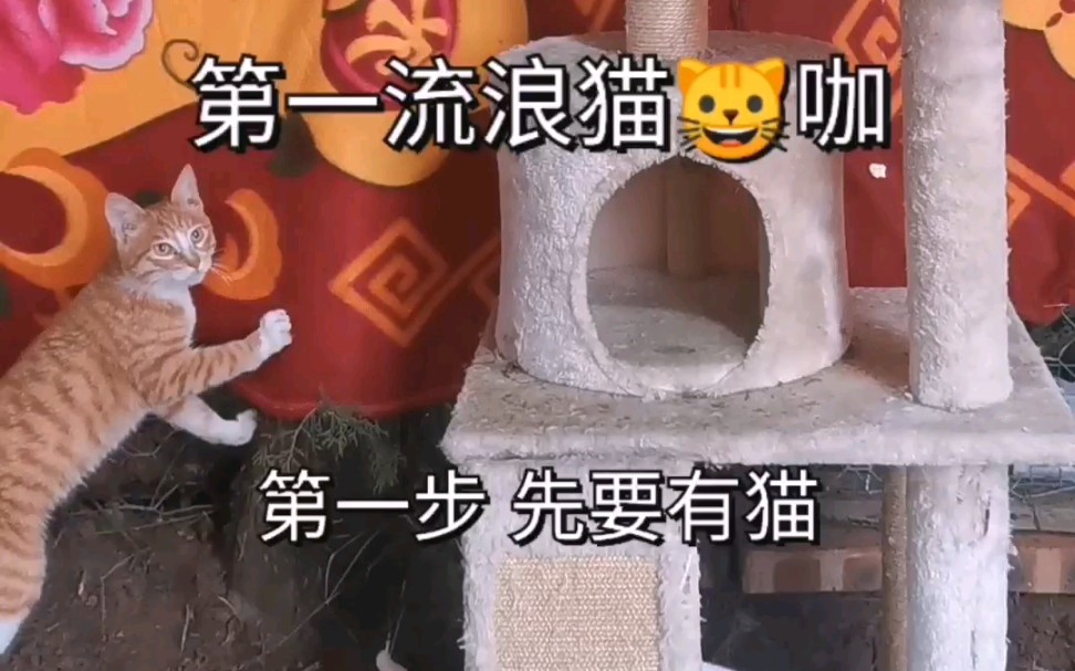 生态流浪猫咖建设中,大家多多提建议,我们一步步完善,欢迎你们来喝猫𐟒饒–啡奶茶哦~哔哩哔哩bilibili