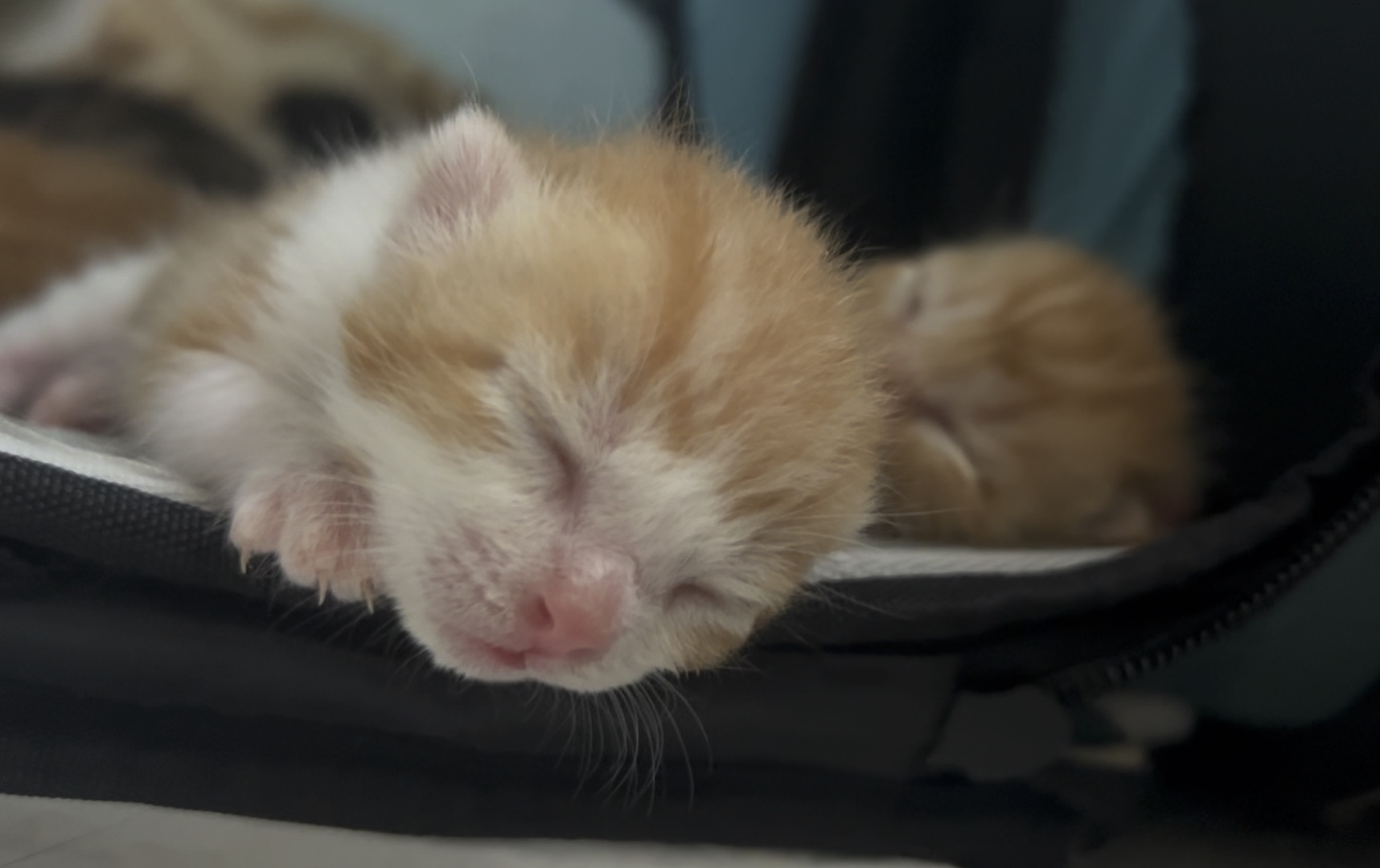 一窝黄与黑初生小奶猫