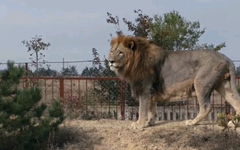 狮王奇克高燃混剪不是