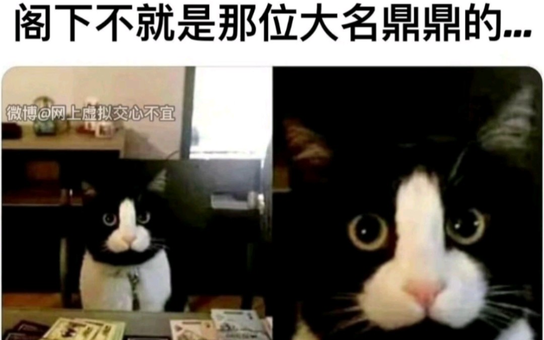 [第九十六期]QQ群中的沙雕表情包第十一弹哔哩哔哩bilibili