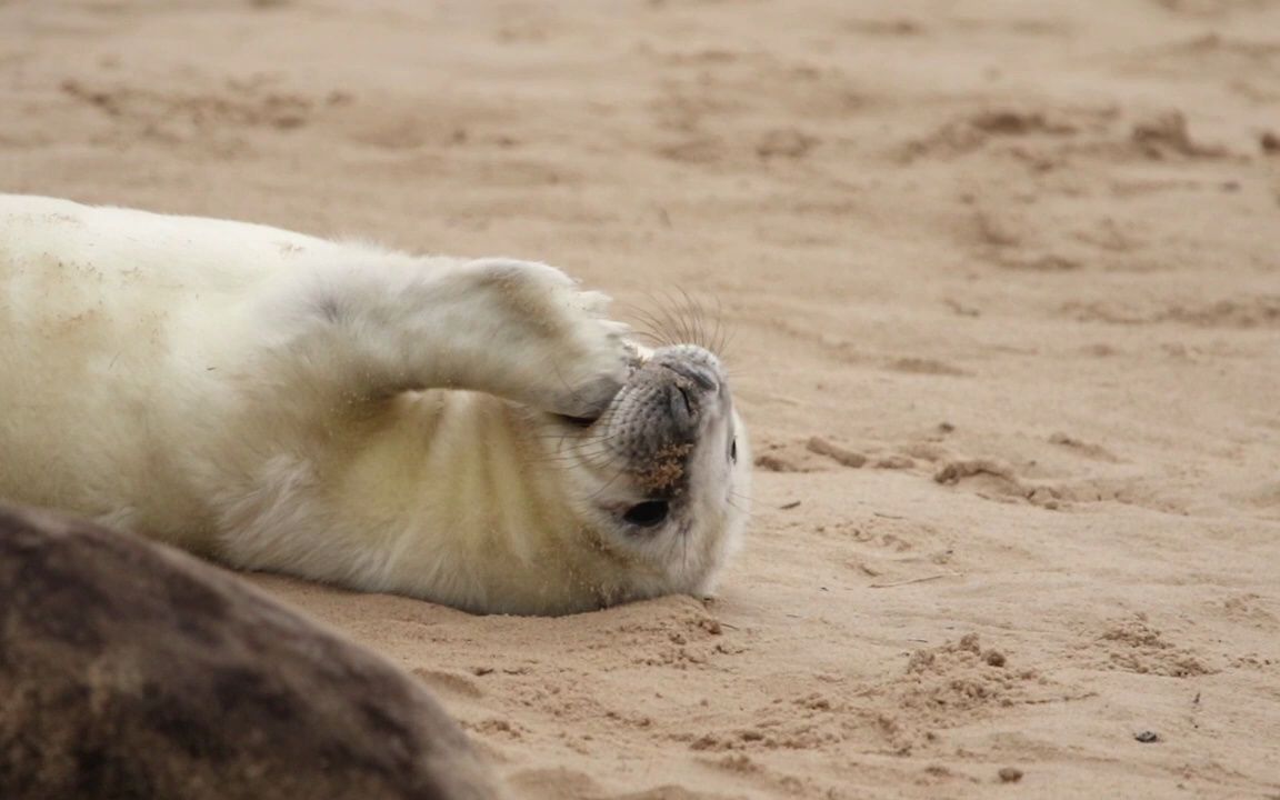 小灰海豹!吃手!
