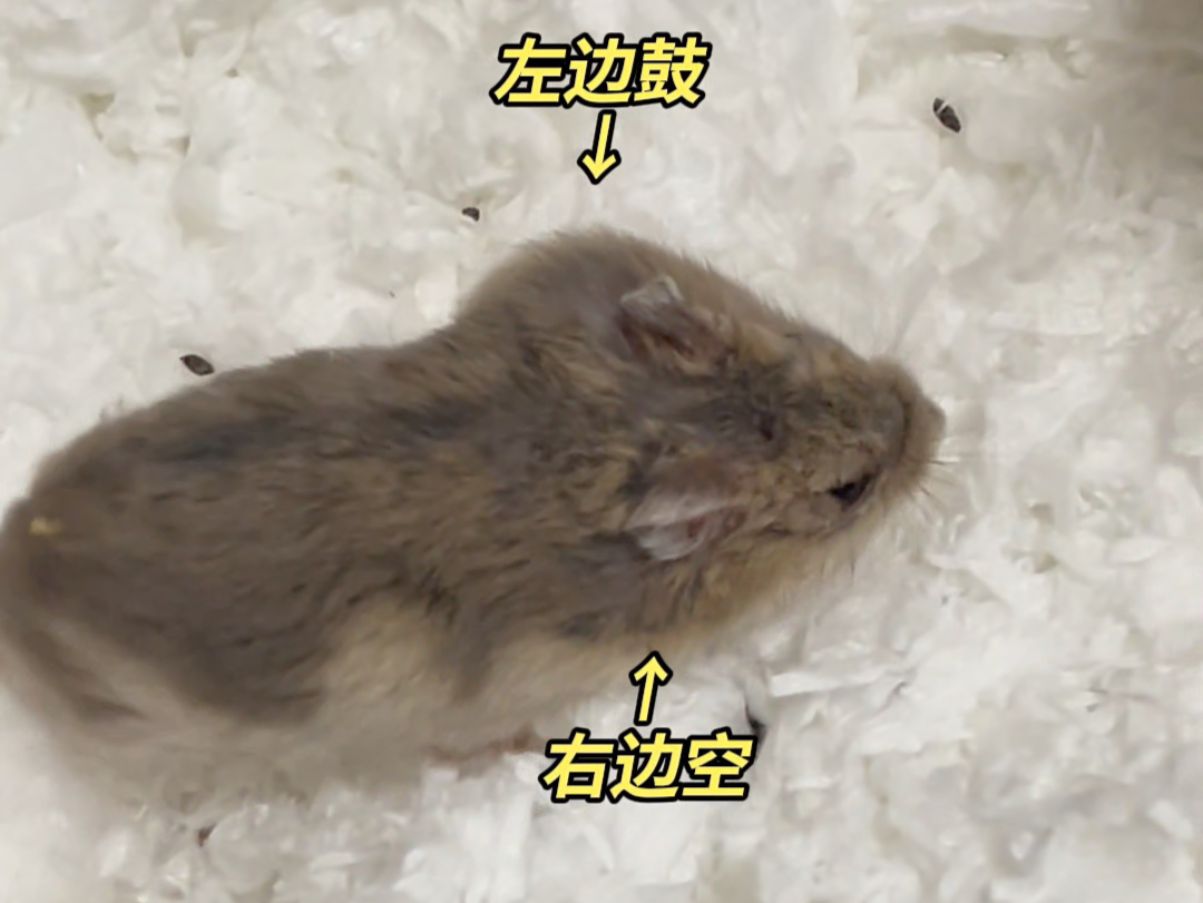 发现他用单侧颊囊的原因了