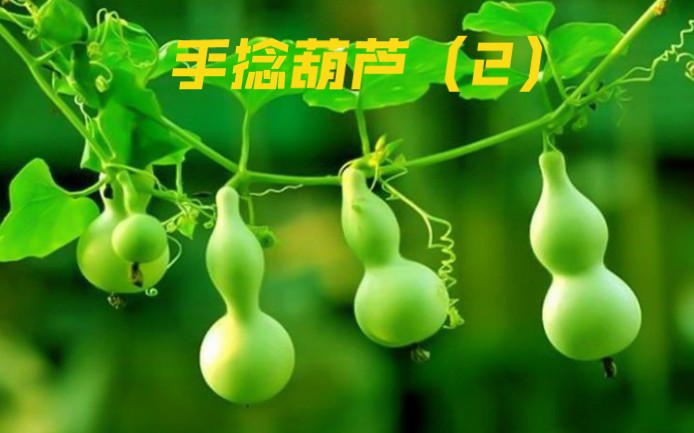 好多人说葫芦能吃?真的吗?哔哩哔哩bilibili