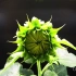 【趣味延时摄影】：两分钟感受下向日葵从发芽到开花的全过程