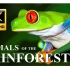 热带雨林的颜色8K超高清 - 野生动物，风景和自然的声音