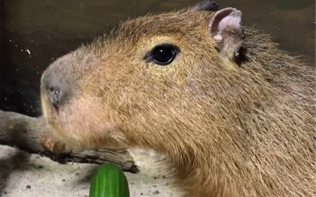豚豚子今天吃黄瓜