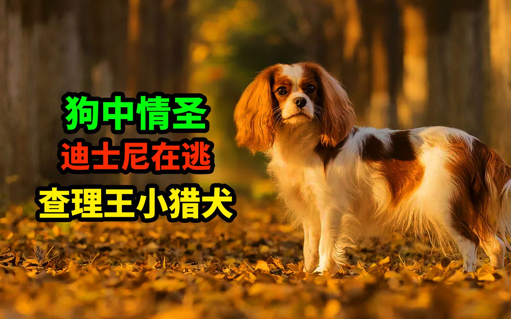 [图]养狗吗？国王养的那种！查理王小猎犬