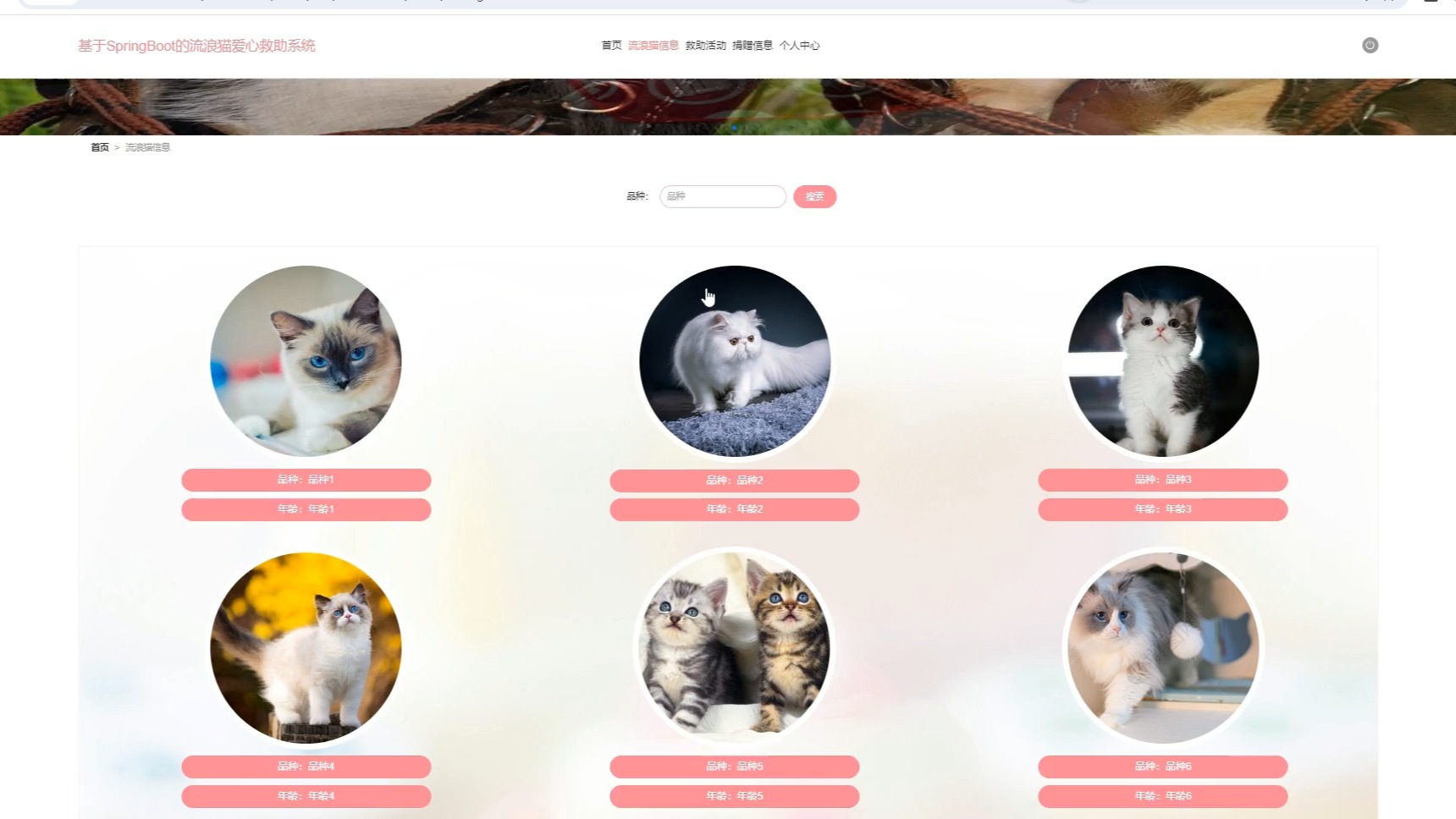 【源码免费送】基于java+springboot+vue的流浪猫爱心救助系统计算机毕业设计哔哩哔哩bilibili