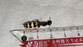 日本弓背蚁极限体长