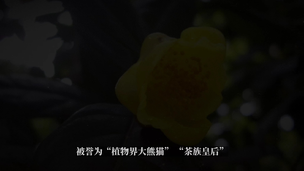 我国的珍稀植物哔哩哔哩bilibili