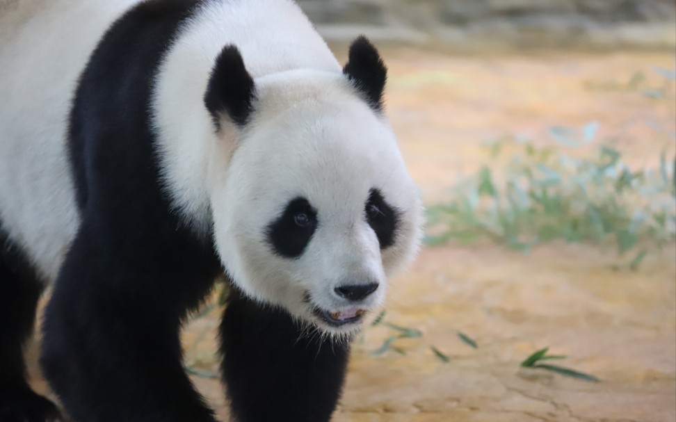 [图]【大熊猫晶晶】晶晶是妃妃的大儿子，太妃糖的哥哥，西霞口神雕山野生动物园