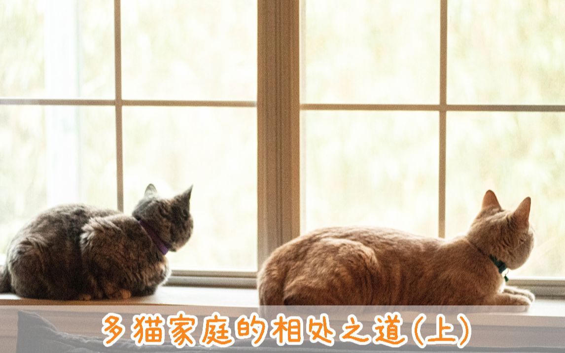 [图]一山不容二虎，那猫呢？多猫家庭的猫真的会和平共处吗？