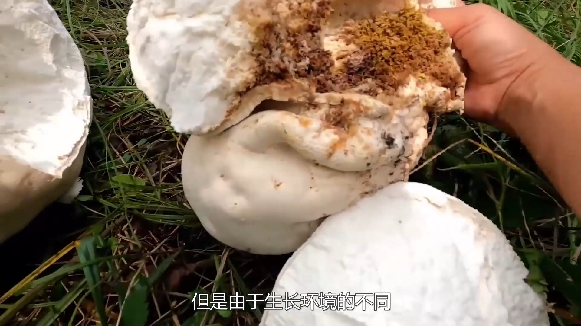 457 长在杂草里的马粪包,白白胖胖的外形,制作菜肴味道鲜美 #科普一下