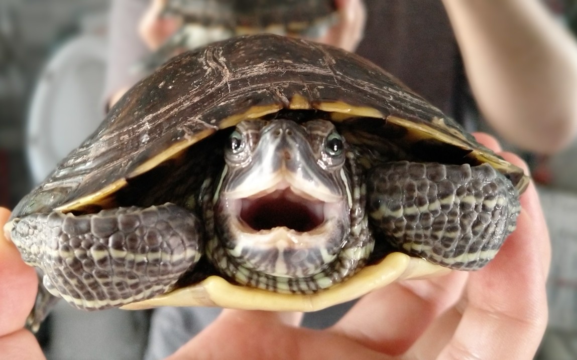 经过为期一个半月腐皮病的治疗,妞妞的干养龟晒太阳是好不自在!