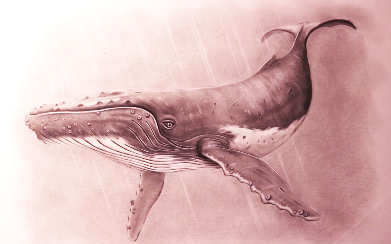 座头鲸绘画图片