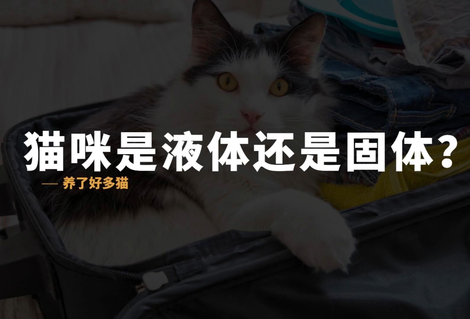 猫咪是液体还是固体?这次实锤了!