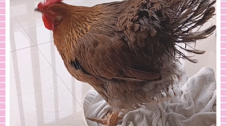 刚洗完澡的炸毛鸡