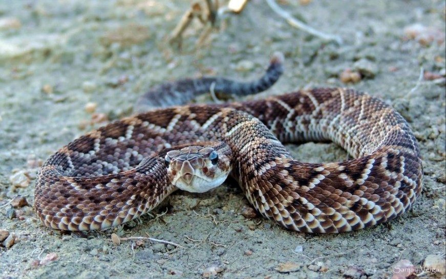 南美の毒牙——响尾蛇属