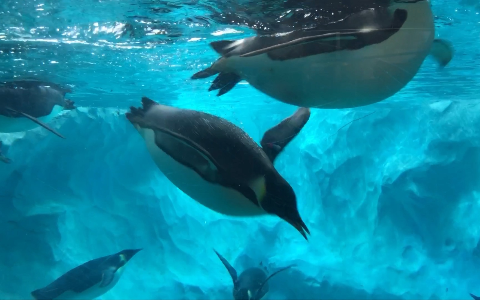 治愈级企鹅屏保:海洋世界真奇妙