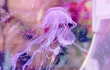 【解压】 常见水母展示,哪一种是你的爱? jellyfish哔哩哔哩bilibili