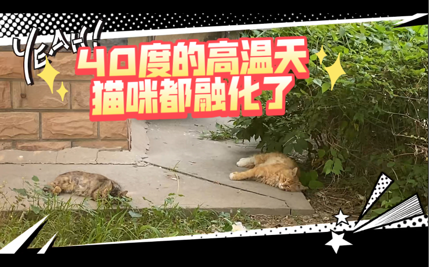 40度的高温天猫咪都融化了哔哩哔哩bilibili