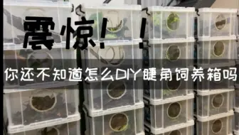 全世界最大的壁虎了解一下 我想emm养巨人守宫 哔哩哔哩 Bilibili