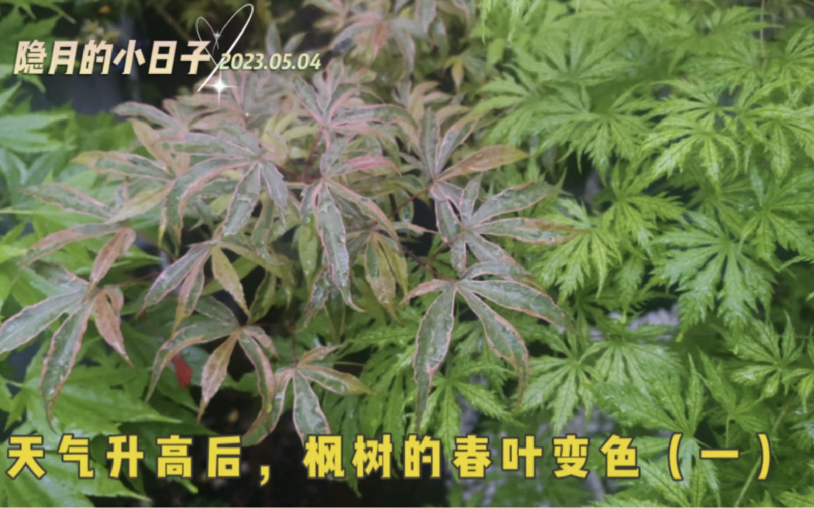 分享气温升高后,我家枫树的春叶变色(一)哔哩哔哩bilibili