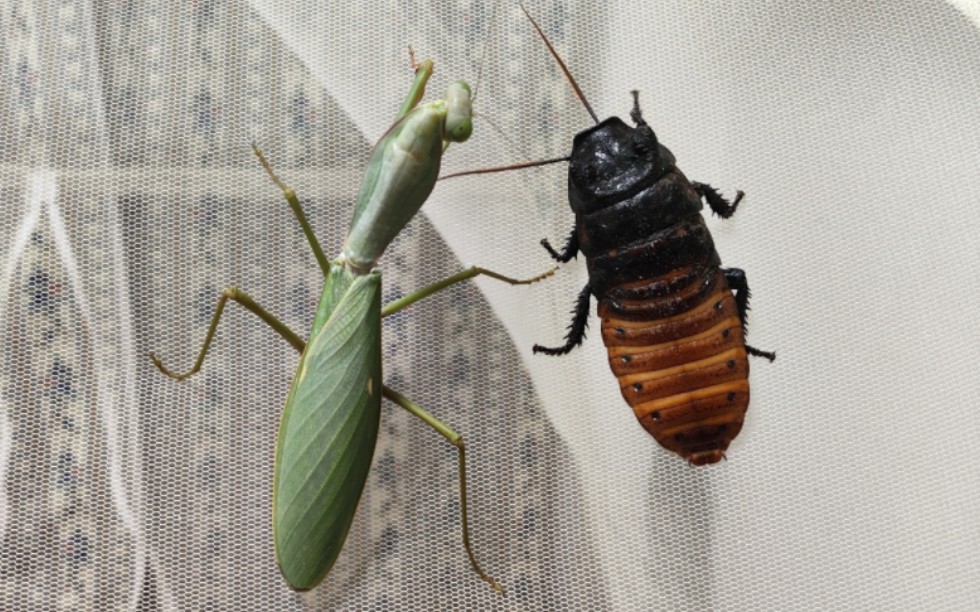 大蟑螂和大螳螂