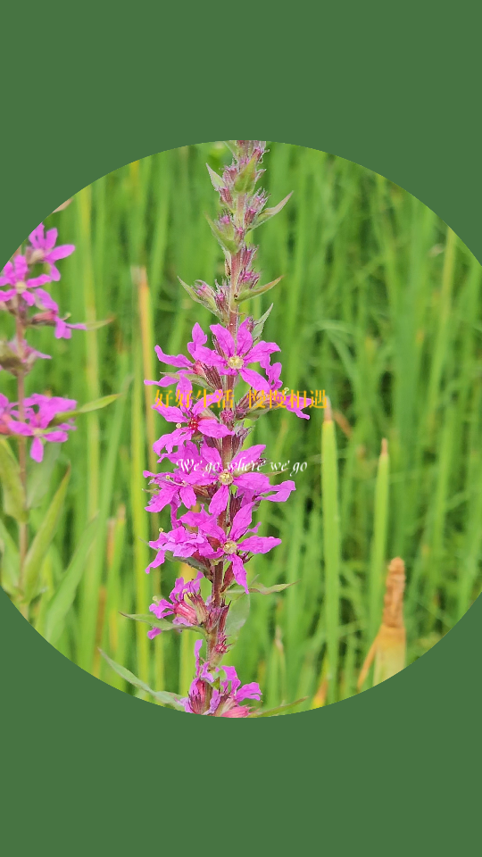 夏季开花的千屈菜