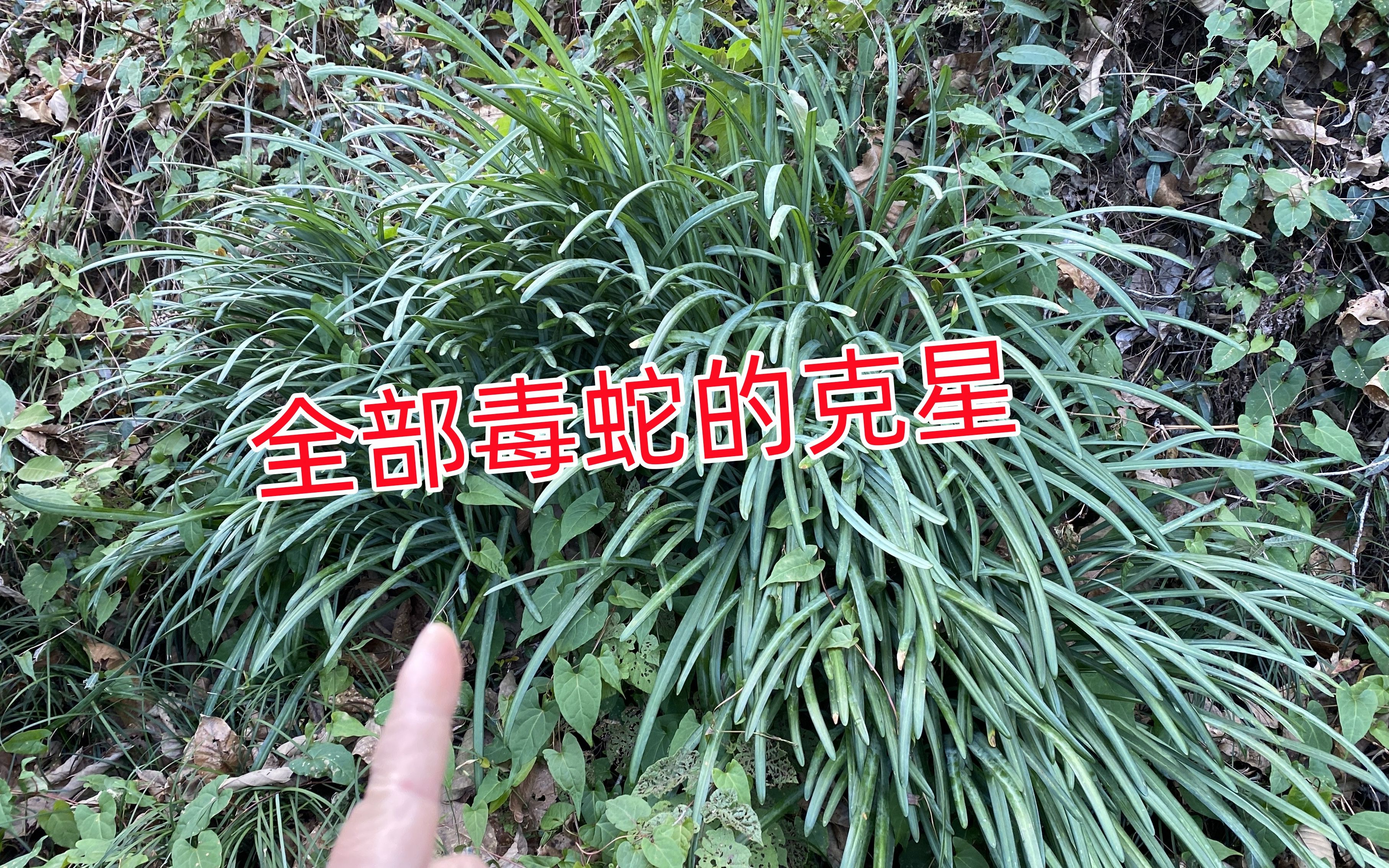 [图]江西这种毒蛇克星植物，外地人都没见过也不了解，拍给大家认识下