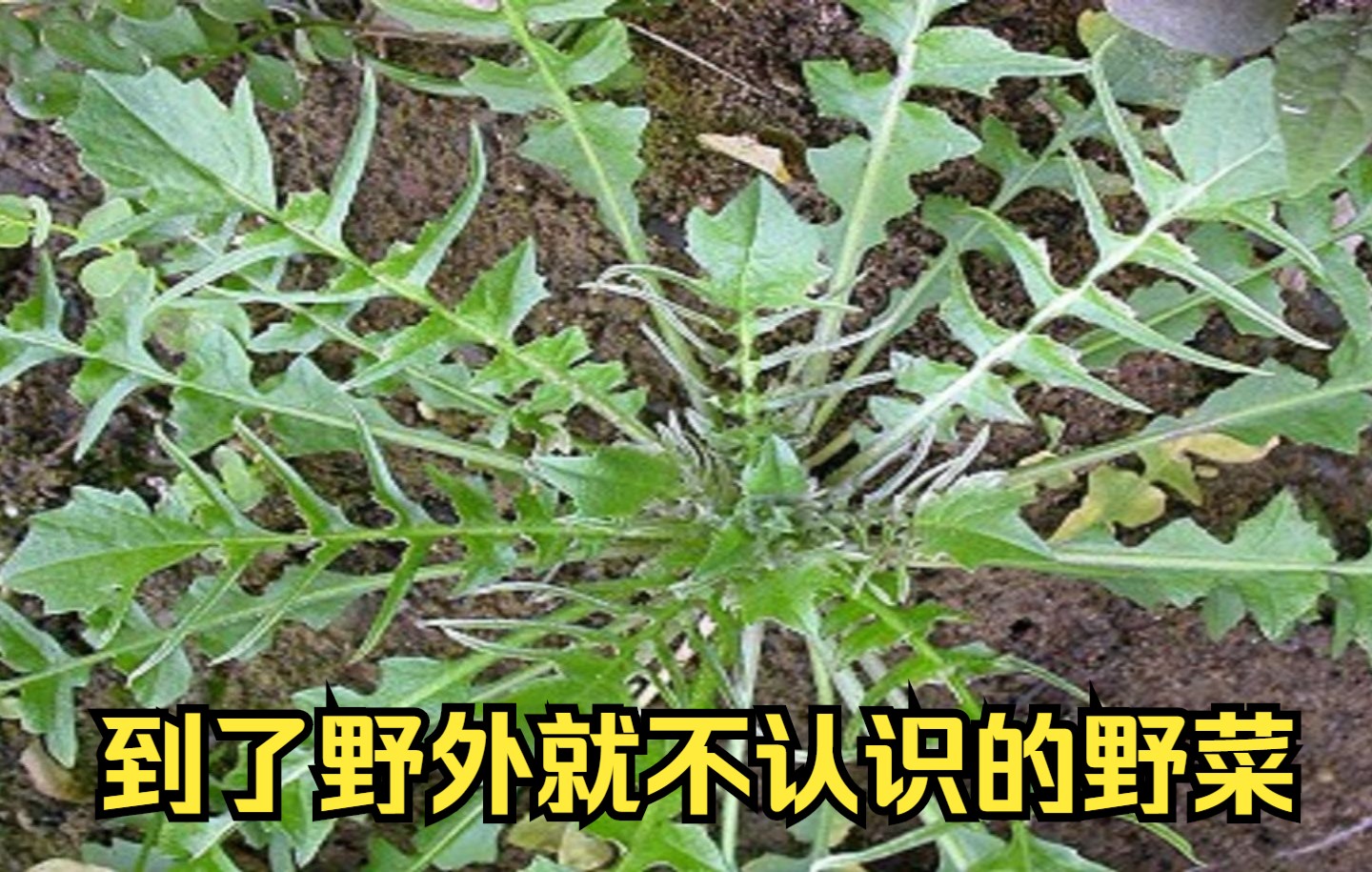 [图]美味，到了野外就不认识的野菜，荠菜，包饺子做馄饨都是美味