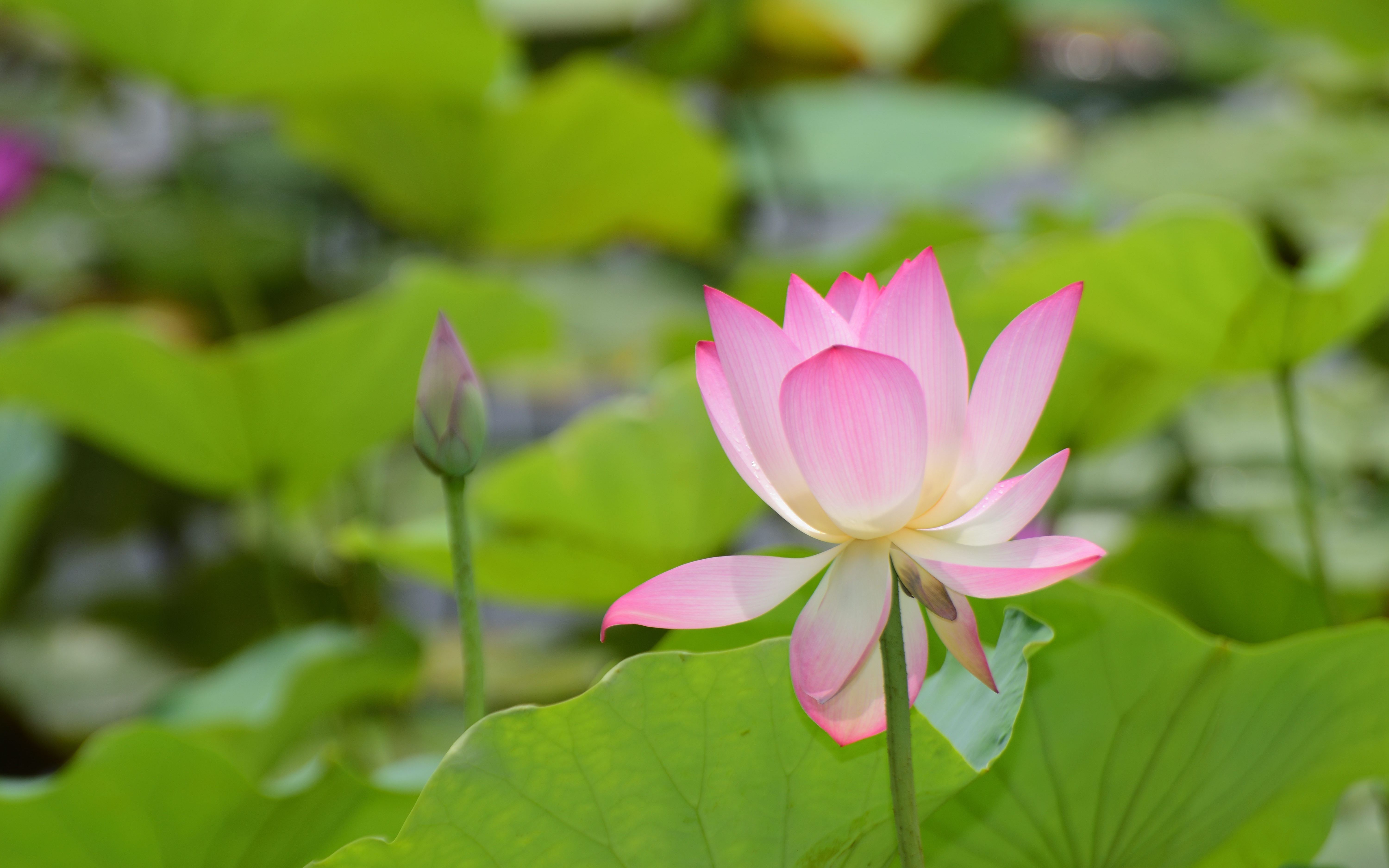 [图]荷花音乐 荷花颂