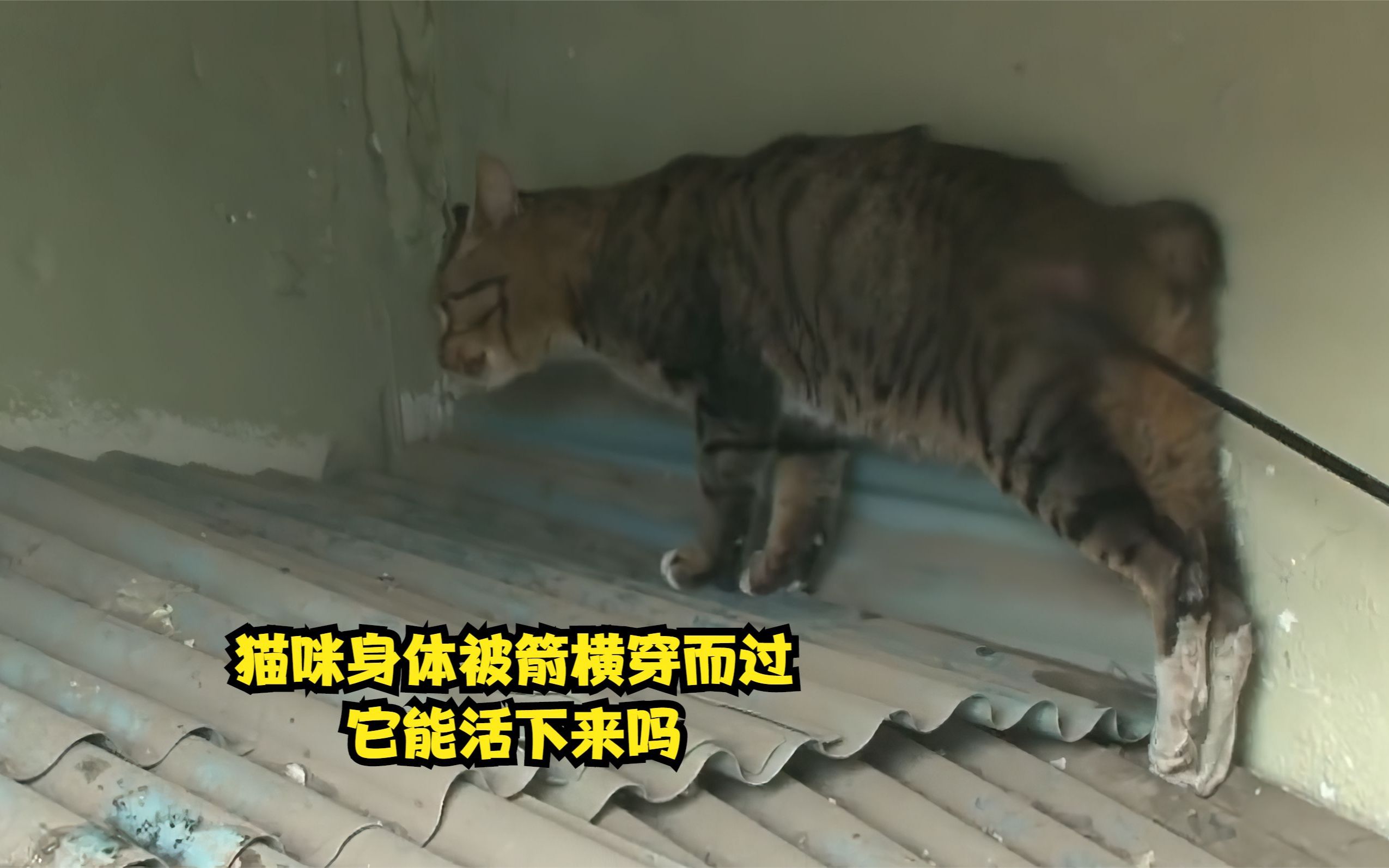 [图]猫咪身体被箭横穿而过，它能活下来吗