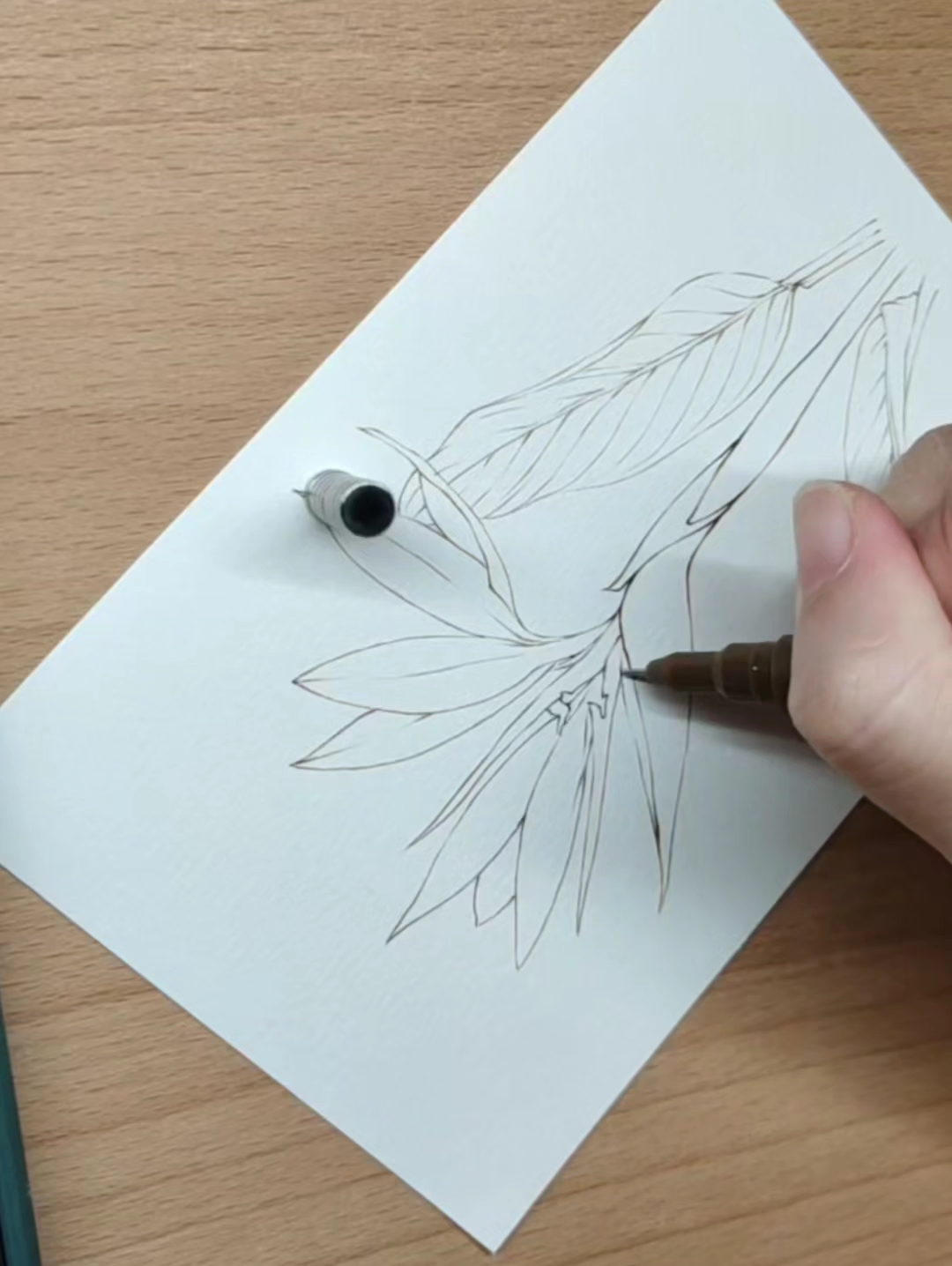 天堂鸟绘画过程分享