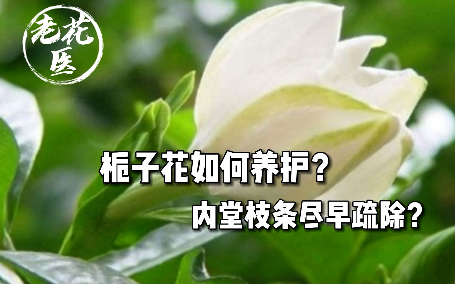 栀子花如何养护?内堂枝条如何疏除?哔哩哔哩bilibili