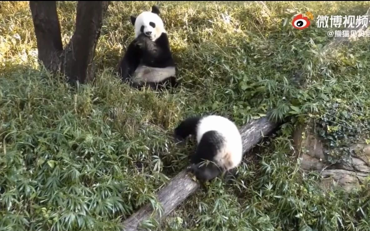 [图]美东时间9月18日，美香小子归吃草。