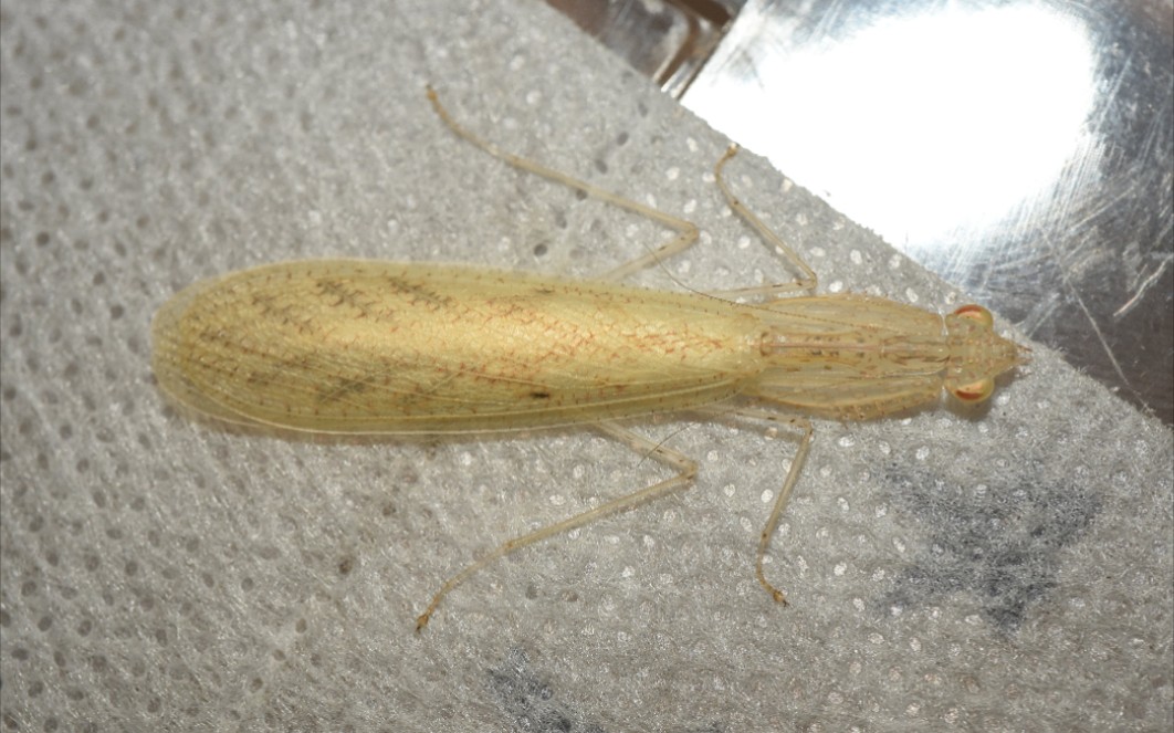 简单难度:多齿华柔螳上背交配